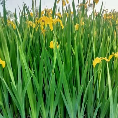 银川市黄菖蒲销售价格 黄花鸢尾基地直销 宿根挺水植物