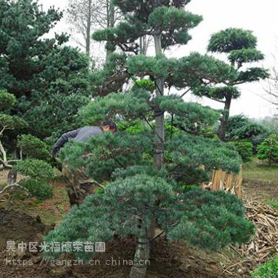 蘇州造型五針松種植苗圃造型羅漢松造型黑松造型雪松造型景觀苗木基地