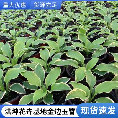 玉簪工程花卉 紫玉簪 白花玉簪 公园栽植玉簪花 青州玉簪基地