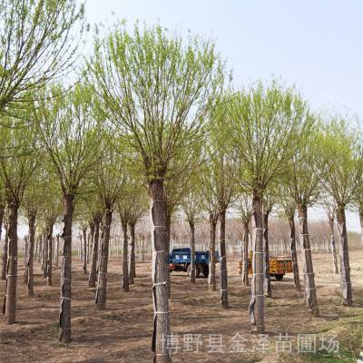 馒头柳苗圃-熟根苗-远销河南漯河平顶山南阳