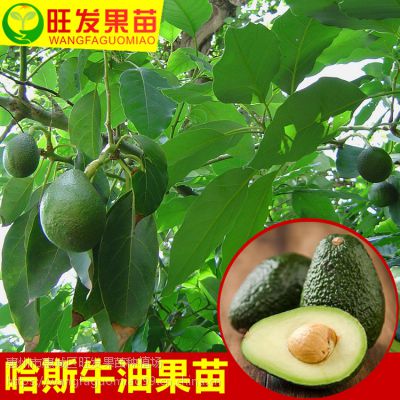 供应正宗嫁接哈斯牛油果苗墨西哥牛油果苗酪梨苗鳄梨苗地栽盆栽果树苗 价格 厂家 中国供应商
