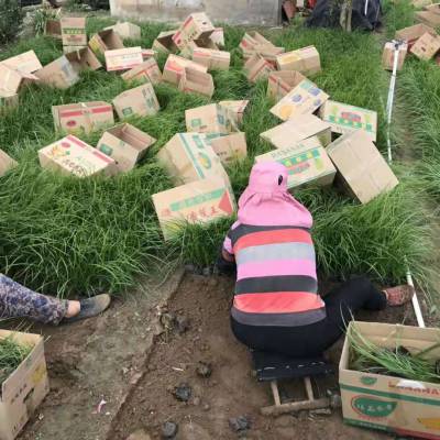 北京青绿苔草***格/北方常绿草坪种植基地【现货可发】营养杯苗等