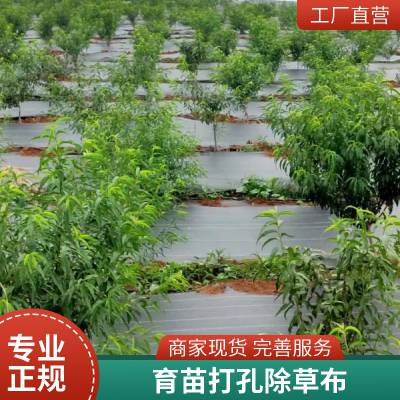 育苗用防草布 柑橘园盖草布 火龙果地使用打孔除草布