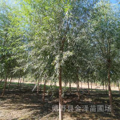 9公分旱柳 远销甘肃庆阳 性价比强 美化净化