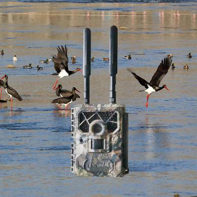 动物园声纹动态感知系统 湿地保护区野生动物多样性AI识别系统