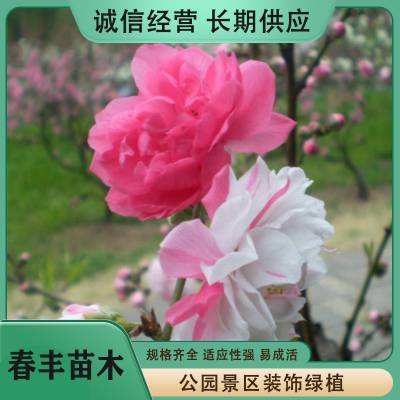 春丰苗木 基地供应 寿星桃树苗2元一棵 颜色鲜艳 花色多样