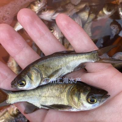 花鲢鱼苗 大头鱼苗 鳙鱼苗 大头鱼苗全年供应 价格优惠