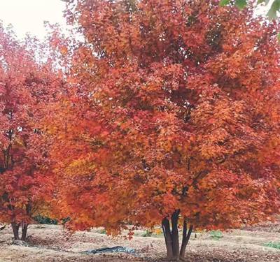 丛生美国红枫金枫绿化丛生美国红枫红点价格