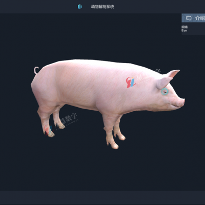 機能學數字化仿真軟件ar獸醫學軟件系統