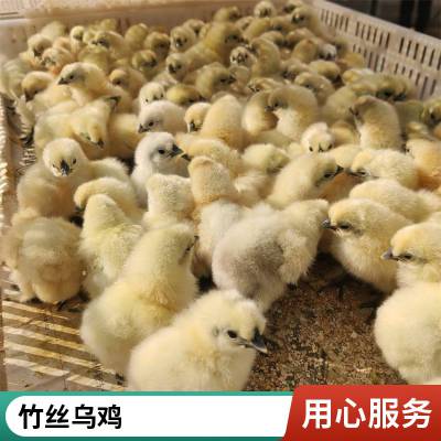 鑫天宏 体型健硕成年九斤散养商品鸡苗 珍禽养殖竹丝乌鸡供应