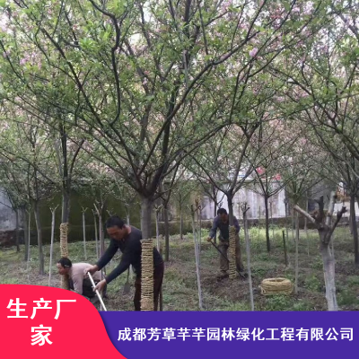 芳草芊芊7公分优质乔木垂丝海棠_城市绿化垂丝海棠种植基地