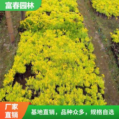 佛甲草 高20公分左右 花坛花镜地被绿化工程草 园林色块配植苗