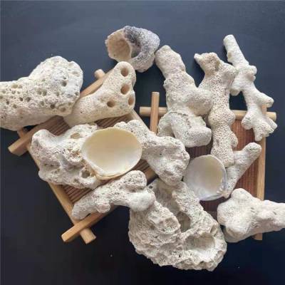 水族过滤材料用多孔珊瑚骨海洋馆用深海珊瑚石