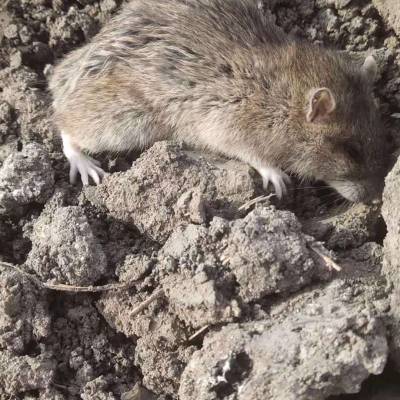 信阳养殖场灭老鼠还得选岚信公司专注养殖场灭鼠