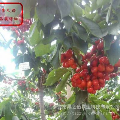 明珠大樱桃苗报价 明珠大樱桃苗多少钱一棵