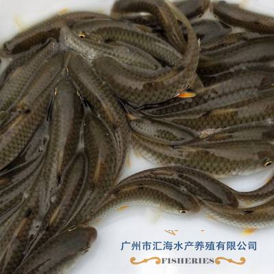 Ӧ⵹磬磬糧۸Ż