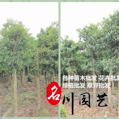 成都杜英批发 黄花风铃木批发 郫县杜英黄花风铃木基地