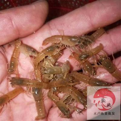 锦州市小龙虾苗基地 优质小龙虾苗