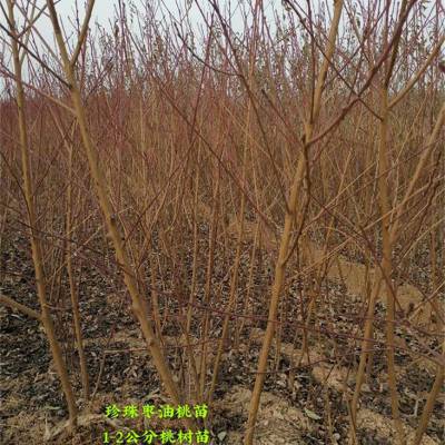 出售桃树 3-5公分开心型桃树 8-10公分主杆型桃树