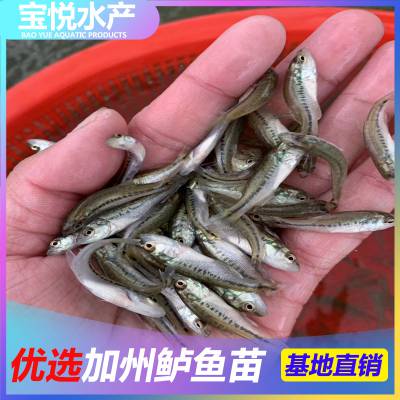 ǭ籨 ֳ