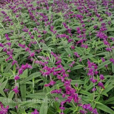 2加仑鼠尾草批发基地 四川成都鼠尾草基地批发 鼠尾草杯苗