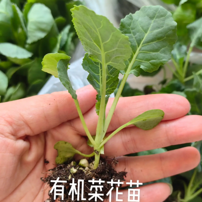 甘蓝苗包菜苗大头菜苗青梗菜花苗西兰花苗