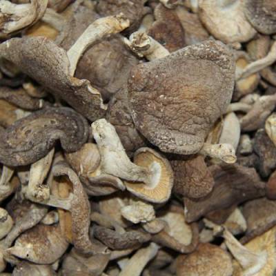食用菌类批发