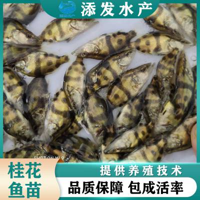 优选桂花鱼苗 翘嘴鳜鱼苗 活体桂鱼苗 品种齐全国发货大量供应