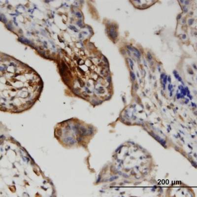  Anti-Anti-PTGS1 antibody produced in rabbit