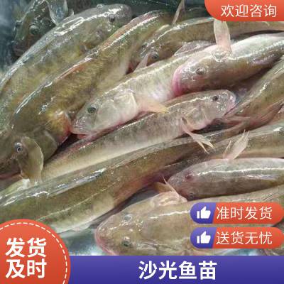 沙光鱼苗供应 成活*** 生长速度快 肉质鲜嫩 支持空运