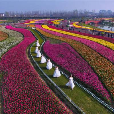 洪坤花卉***打造花海景观 春季花海设计施工 旅游花海 网红花海景观