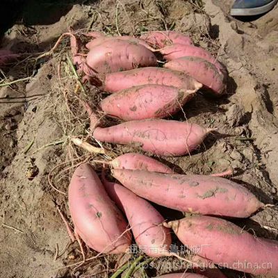 临沂红芋收获机 农用刨红薯机 圣鲁手扶牵引式地瓜收获机