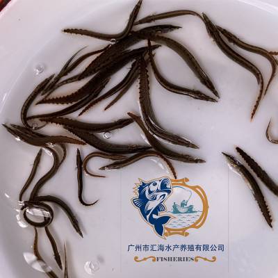 刺鳅鱼苗 中华大刺鳅鱼苗 钢鳅鱼苗 刀鳅鱼苗石锥鱼苗 高效运输活体