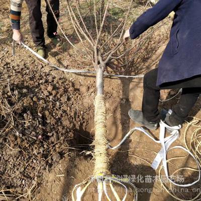 润绿 工程绿化 嫁接树苗 庭院小区观赏 美人梅 6公分