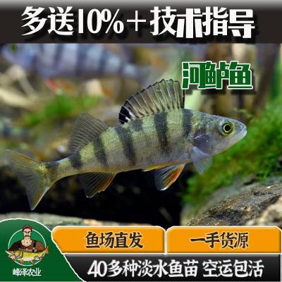 大量批发新疆河鲈鱼苗，鲜活河鲈鱼梭鲈鱼供应，冷水鱼河鲈鱼价格