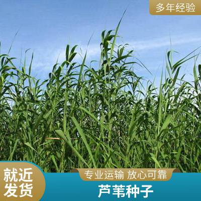 盆栽适合河道绿化耐寒芦苇苗表流湿地水生植物每株3芽以上负责施工种植包成活