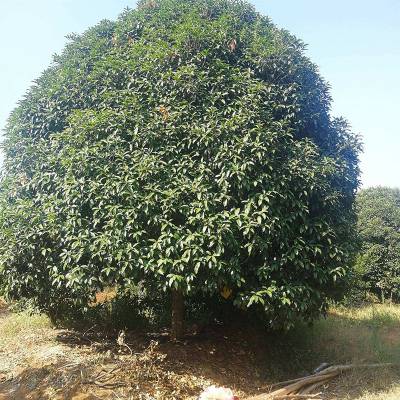 15園林綠化桂花苗_喜陽喬木桂花苗_米徑3公分桂花苗種植基地湖北 利川