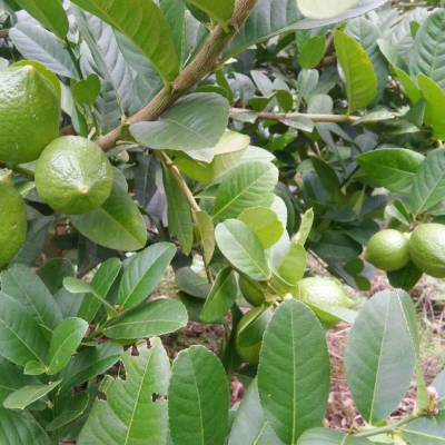 柠檬苗广东香水柠檬苗番鬼柠檬西柠四季开花结果