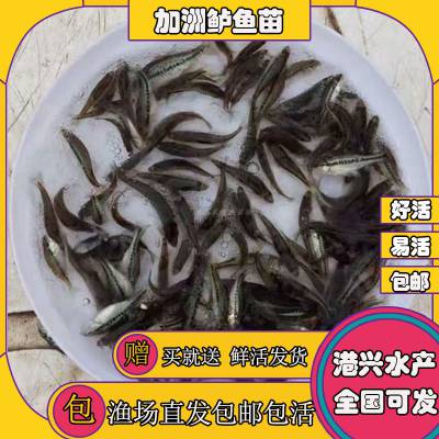 农业养殖加洲鲈鱼苗+广东俄罗斯金草鱼苗+放生鲤鱼苗+缩骨花鲢鱼苗 新手养殖推选