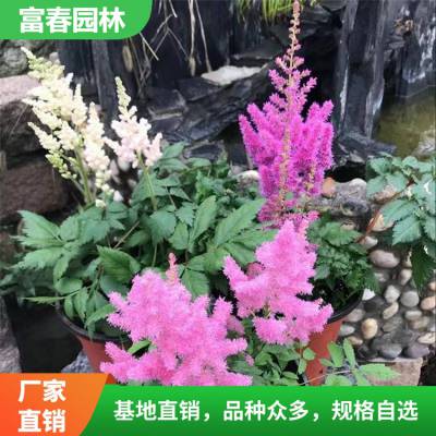 落新妇花苗 花坛花镜良好配植 园林庭院别墅绿化造景花木