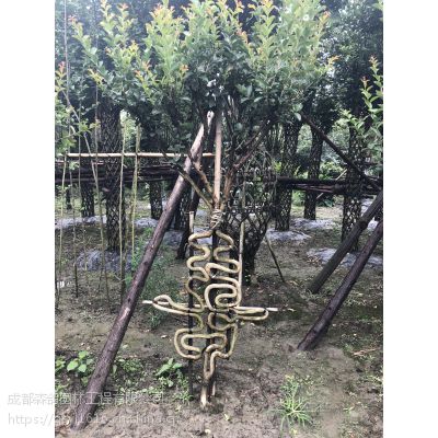 5-6年紫薇中国寿字造型,特别设计,成都2米高编织造型基地
