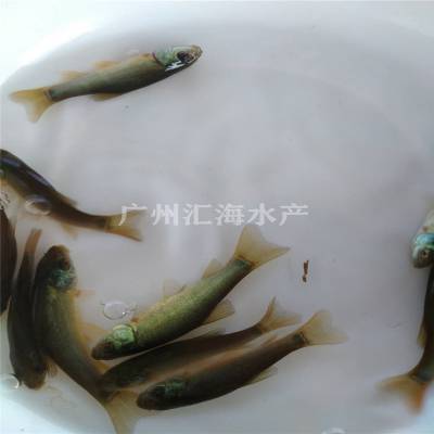 丁桂鱼苗批发 丁贵鱼苗
