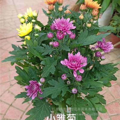 山东潍坊小雏菊批发小雏菊价格十一组摆菊花种类 中国供应商