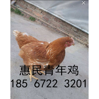 常年供应河北华裕各日龄青年鸡，后备鸡，脱温鸡