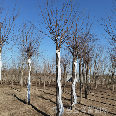 12公分红花刺槐-红花洋槐基地-发往宁波绍兴金华台州