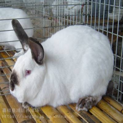 哪里有小兔子苗出售哪个品种的兔子肉质好小兔子苗价格多少钱一只