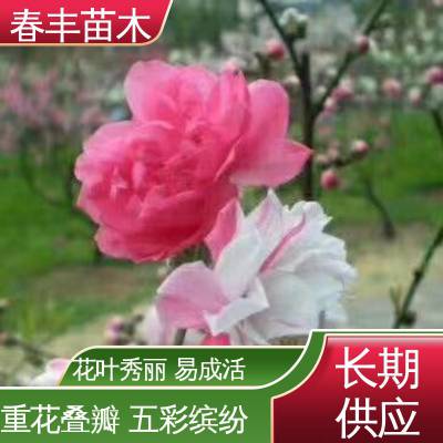 春丰苗木 桃花树苗购买1米高 园林庭院造景植物 花色艳丽动人