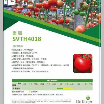 SVTH4018췬Ӵ췬 ʥ˹˾