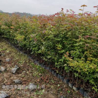 重庆枫香杯苗、枫香容器苗价钱、福建枫香营养杯苗、枫香小苗