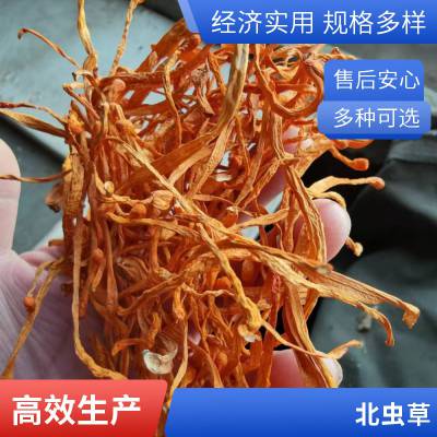 虫草花食用菌菇包汤包汤料 散装泡茶煲粥煲汤食材菌干货农产品